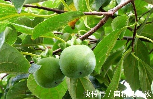 一段时间|农村常见的一种叶子，泡水喝坚持一段时间，5大好处收入囊中！