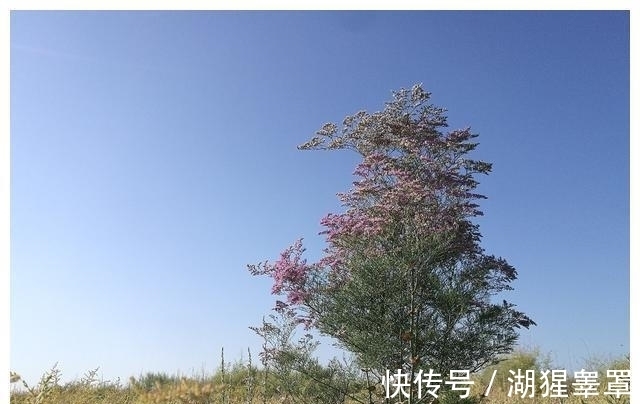 桃花|下一周，岁月静好，喜鹊盘旋，情缘不灭，乌云散去，桃花绽开