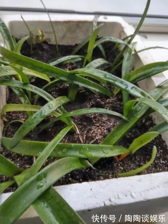 吊兰|不需要扦插的5种花，把根“掰开”就是小苗，成活率真高