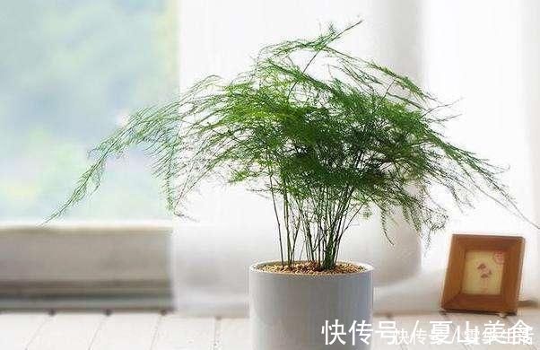 枝叶|这几种花远离阳台，温度一高就晒黄叶，一时半会无法返青