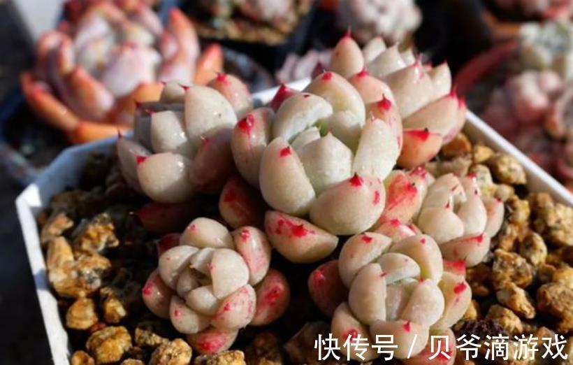 月影系|11月养盆多肉西施,叶片粉嫩惹人爱,养成群生肉墩子,真美