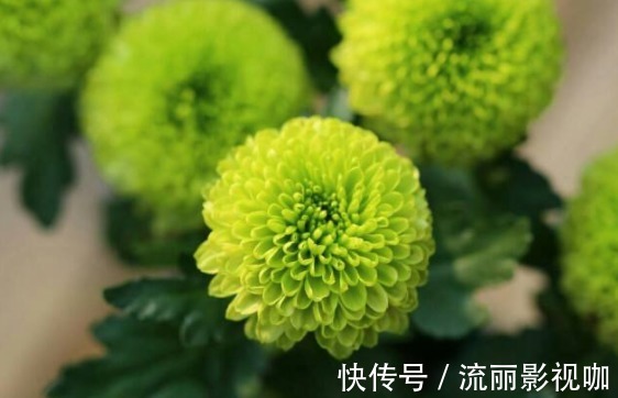 菊花|新手养花就养一盆“绿乒乓菊”,花色清新淡雅,花期长适合盆栽养