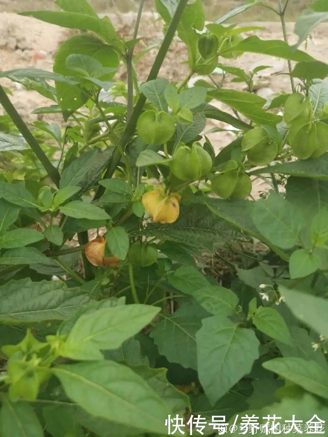 马缨丹|不能小看入侵植物，看到后要立马拔掉，留着就是祸害