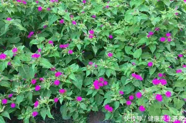 路边捡一把“小地雷”,撒盆里窜出满阳台的紫花,不花一分钱!