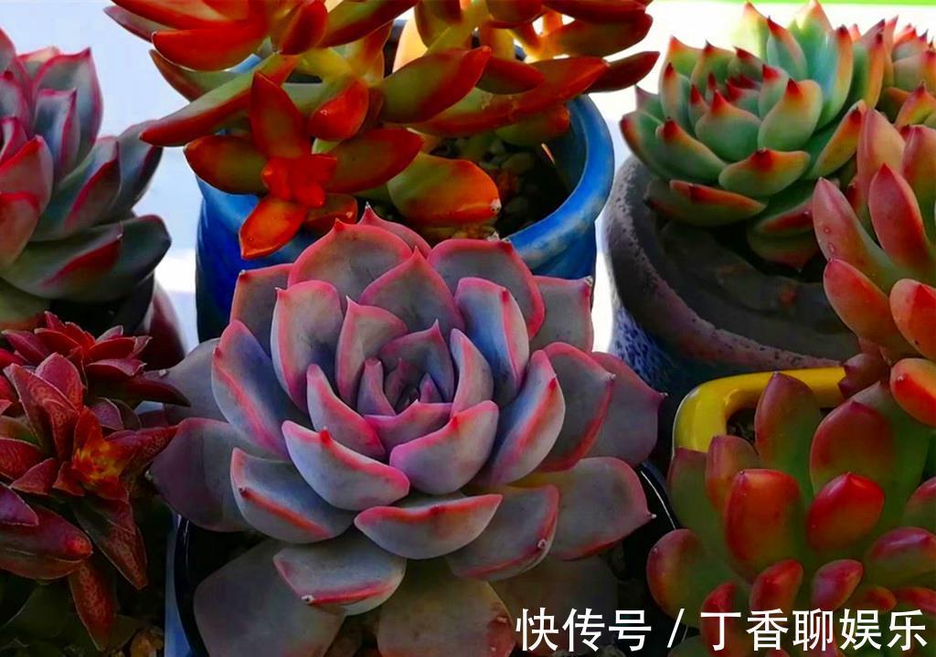 养护|多肉新手养护清单，好养好看爱出状态的多肉，是最好选择