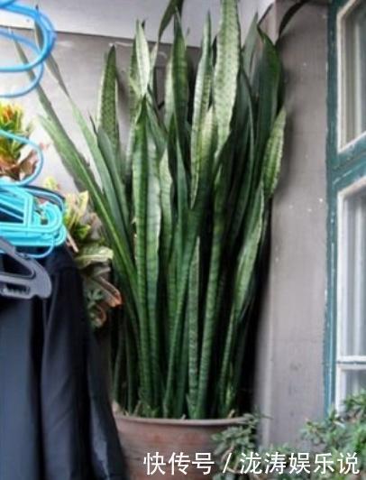 花盆|她养的虎皮兰,三年长到2米高,秘诀只有2个,花友虎皮兰巨无霸