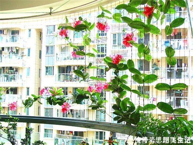 花苞|这花一开就是大半年,枝条沾水就活,根比萝卜还粗