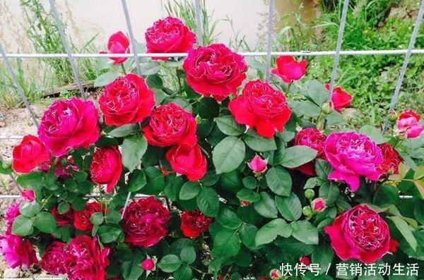 此是“世界名花”，好养如绿萝，清香如兰花，庭院阳台都能养！