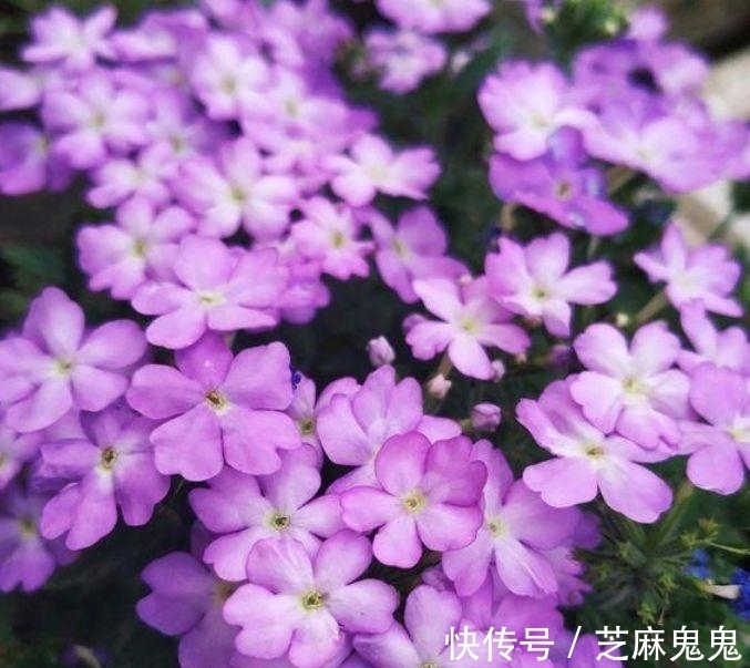 养花就养个花期长的,花大色艳,花团锦簇,人人都喜欢