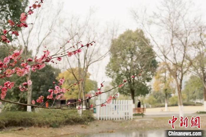 杭州“梅海”暗香浮动