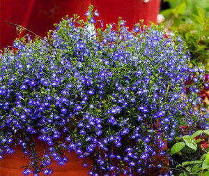 观赏|春暖花开来养花,六倍利这样养,花开爆盆长观赏