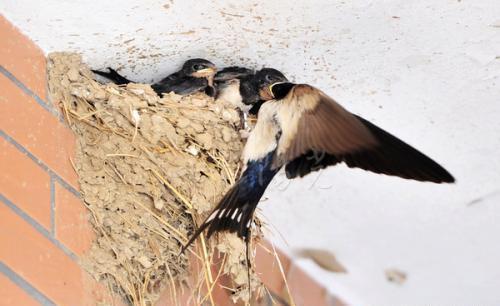 诗豪刘禹锡最得意之作,让白居易感叹良久,心悦诚服