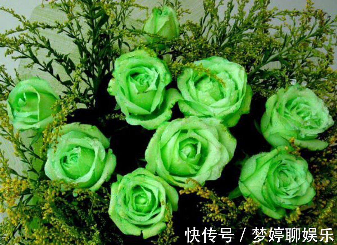 “绿玫瑰”象征永不老去的爱情，开花颜色特别，家庭必备情侣首选