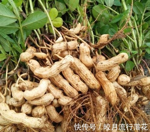 花生米|花生这样做更好吃！