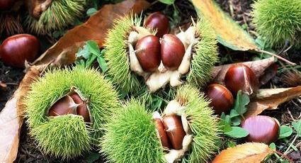 酸枣|女性害怕老太快,推荐多吃3种食物,营养丰富,提高免疫力!