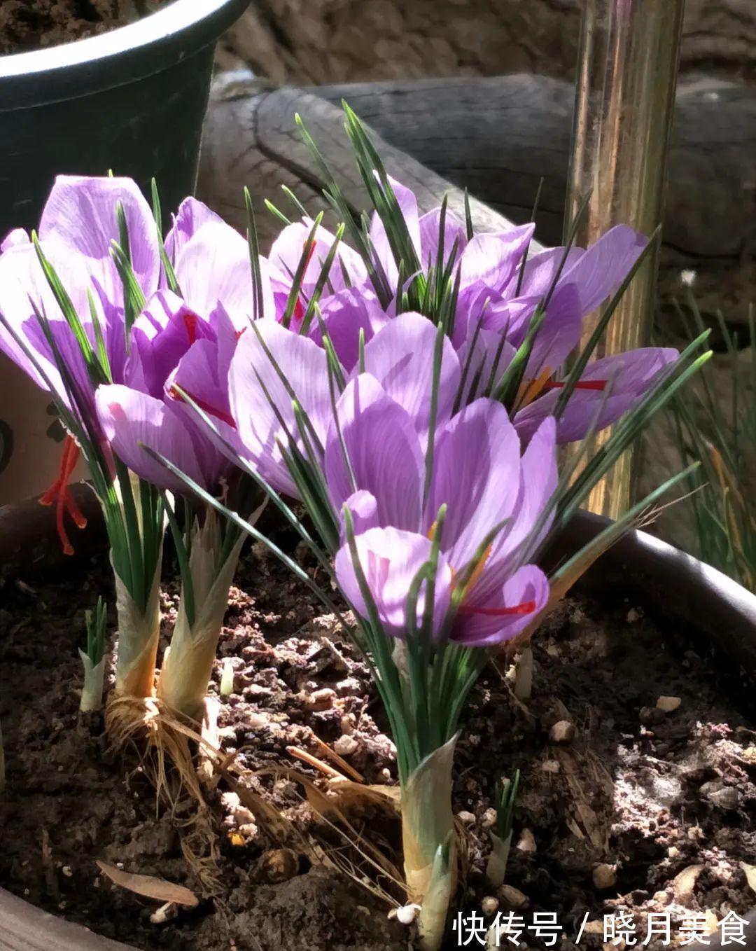 浇水|15种常见花,冬天浇水有讲究,小心越浇花越死