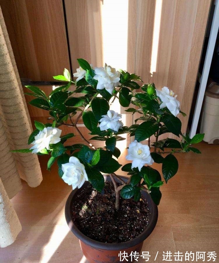 20种“坑人花”,真的很难养,没有三五年的养花经验,别入坑