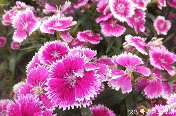 自己造花园,4种花卉不能少,2个月就能开爆盆,关键皮实好养!