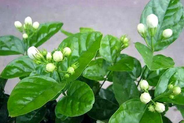 养茉莉“小窍门”,秒变开花机器,四季开花不断,次次开花都爆盆