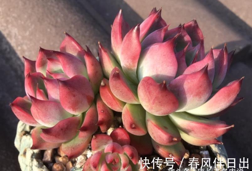 浇水|天气热温度高,多肉缺水也不敢浇?来看看有经验的肉友是怎么做的