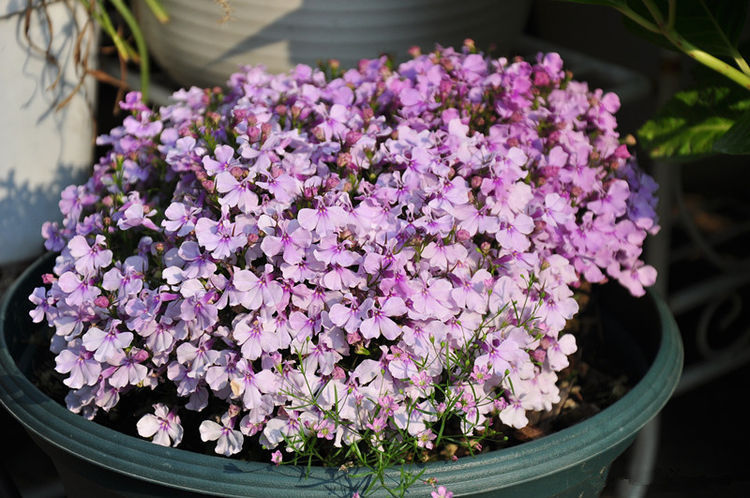 喜欢菊花，就养这几盆“菊中珍品”，似妖娆仙女，香气袭人