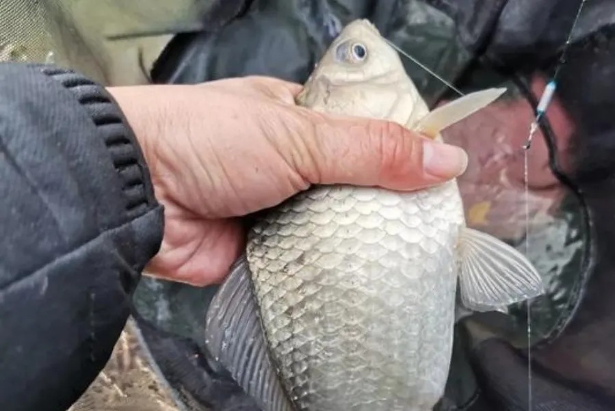 饵料|气温低，传统钓根本不管用？二十年老司机倾囊相助，大板鲫特好钓