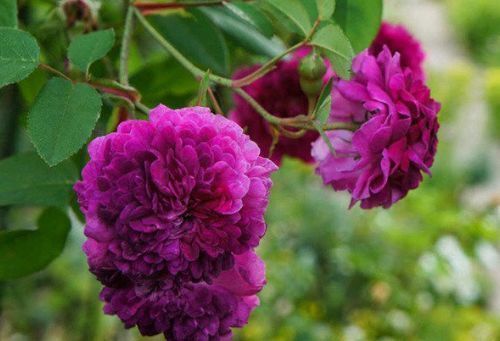 “珍品玫瑰”紫玉玫瑰,花开妖娆,赏心悦目,你值得拥有