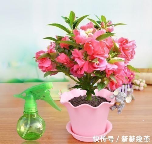 五色梅|家里万万不要养这几种花，放一盆都会对身体不好，后悔没早知道