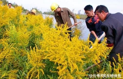院子|若院子里长这5种草，不管多好看，看到了就铲除，留下是“祸害”