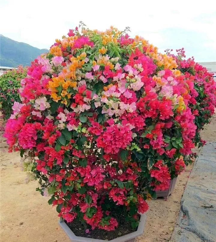 一棵长寿的花，124个花箭，开花，锅盖打开的方法