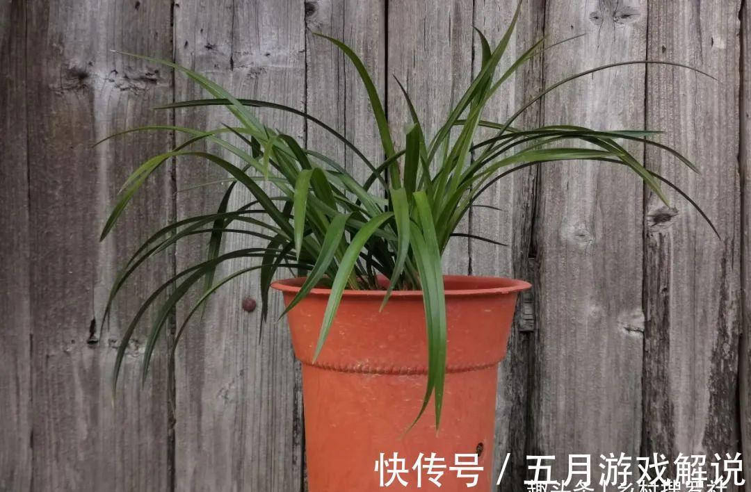 兰花|种植兰花，如果花盆中出现这两种现象，兰根茁壮兰苗旺盛就不难