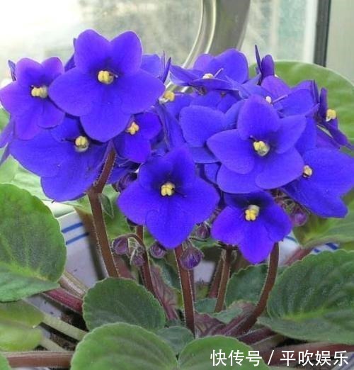 叶片|这“2种花”,摘1片叶子就能插活,花美叶绿,一盆种出20棵