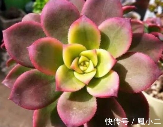 黑腐|天冷养多肉有7怕,做好7件事多肉不黑腐冻伤安全越冬