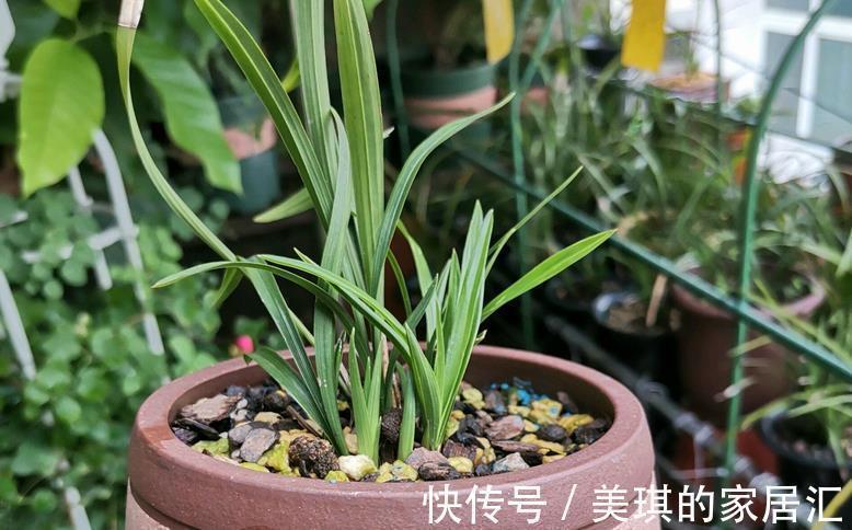 兰花烂根可能是哪些地方出问题？这4处，错一点植株都萎靡