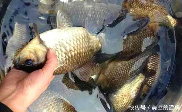 成群|冬季钓鲫鱼,注意这些打窝和补窝细节,窝点鱼成群,鱼口不间断