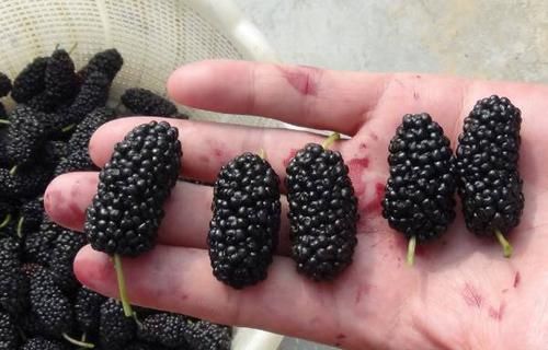 这5种食物是痔疮的“大克星”,隔三差五吃一点,痔疮偷偷溜走