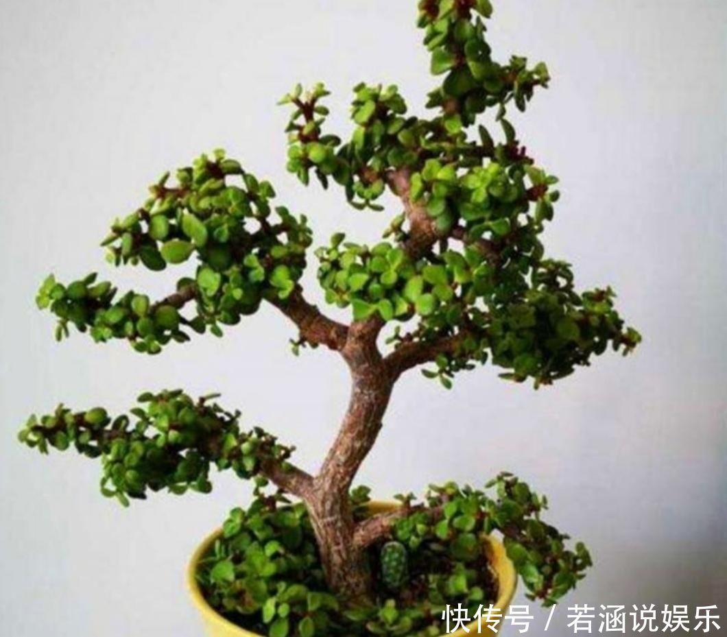 养金枝玉叶盆景,要舍得修剪枝条,株型才能越来越美观