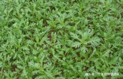 火锅店常客,大家都爱吃,家有空地种上一小片,随吃随摘