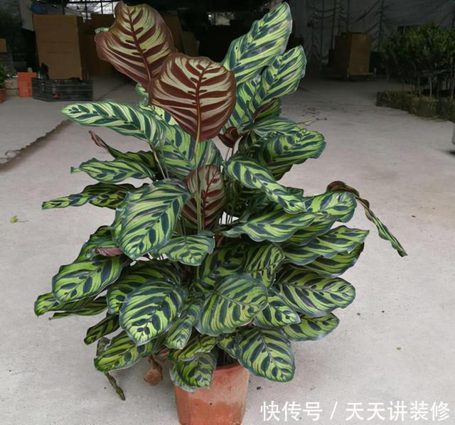 孔雀竹芋喜|孔雀竹芋、猫眼竹芋名字像、长得像,养护方法不同,不可混为一谈