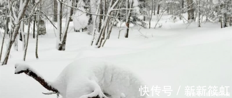 咏雪$白居易很有趣的一首咏雪诗，看到皑皑白雪，引发了他对人生的思考