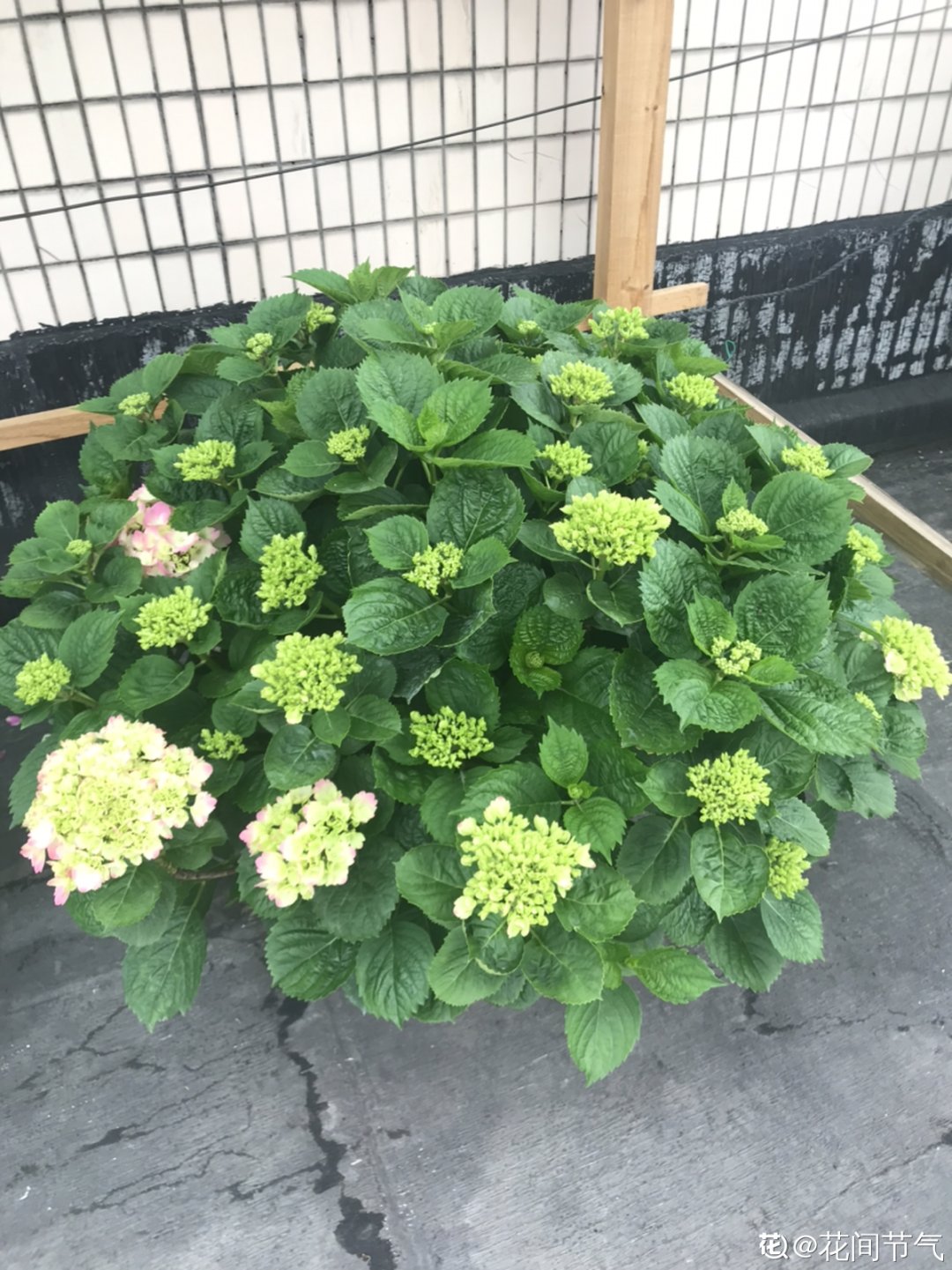 花手鞠|夏天扦插最好活，剪个枝条插土里，10天就生根