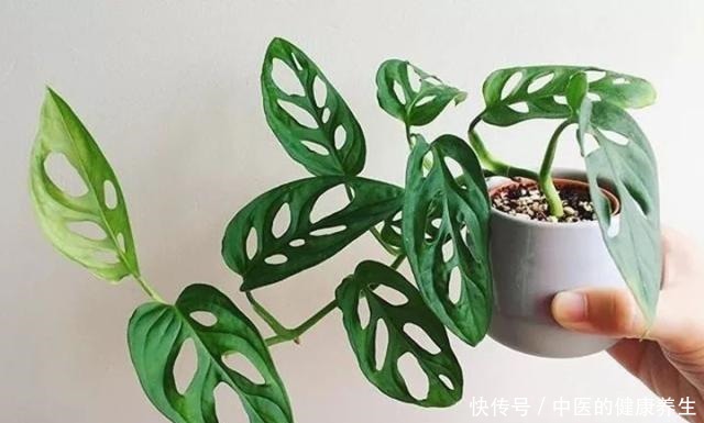 别养绿萝了,这20种耐阴植物,养在家里更合适!