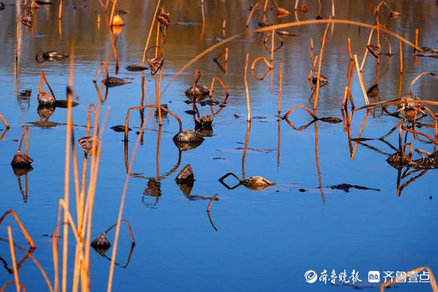 老年|就地过年·春在身边｜芦苇摇曳、天鹅畅游！济西湿地公园春意正浓