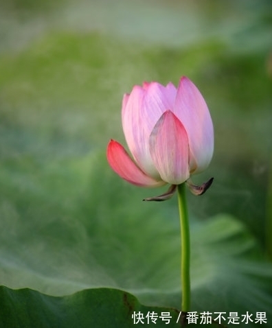 桃花|10月下旬，紫气东来，4属相桃花朵朵，生活顺心，家庭美满幸福