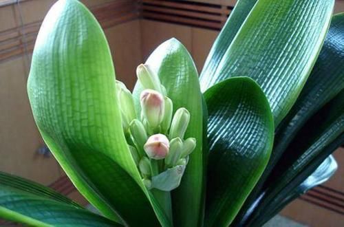 塑料袋|买菜的塑料袋别扔了,用来养花,养啥都旺,谁用谁知道