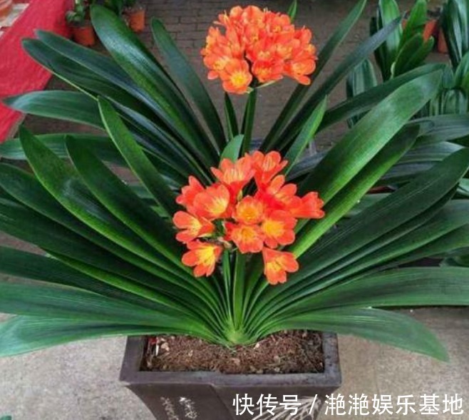 家里最适合“5种花卉”,好养易爆盆,关键“空气好、病菌少”!