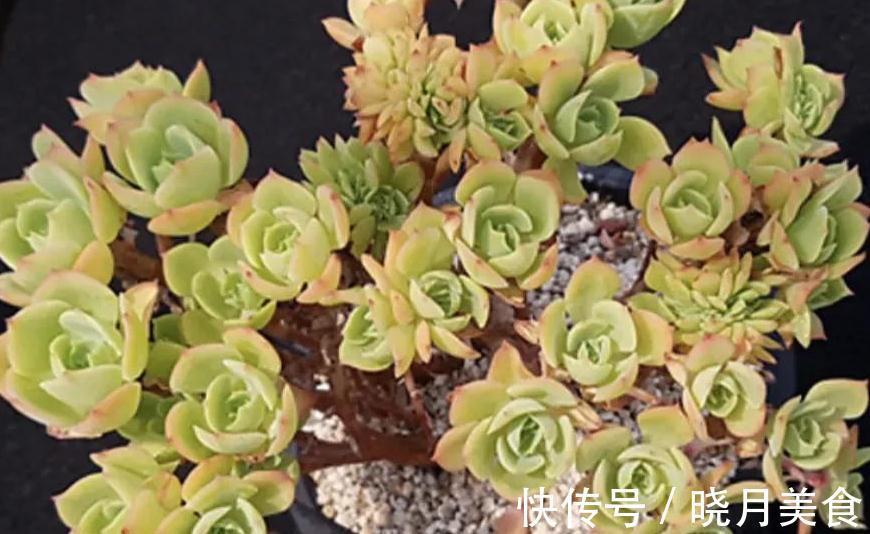 植株|多肉柠檬玫瑰太好养了吧，4个小技巧养出手捧花，颜值超级漂亮