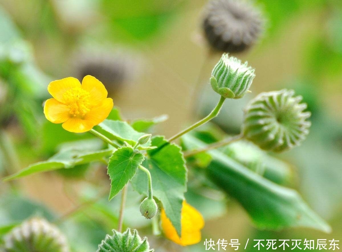 排脓最快的药 排脓最快的药