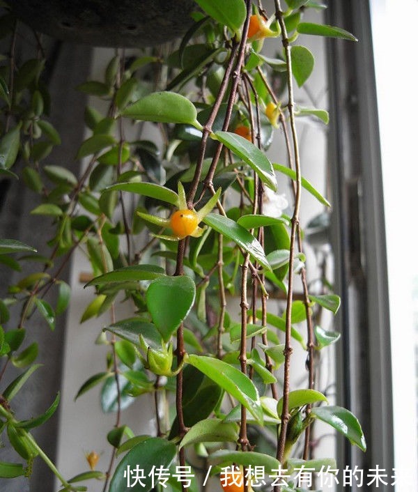 春季养此款花卉,花大服盆快,沾点水就疯长,开花勤还爱爆盆,美