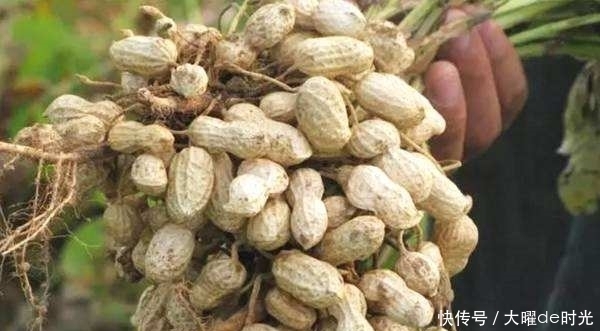 花生|常吃花生身体好,但花生有2大禁忌,你需要清楚,早知早受益